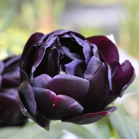 Lundsgaard Daire Fåborg