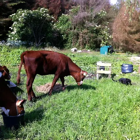 Lundsgaard Daire Fåborg