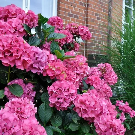 Lundsgaard Daire Fåborg