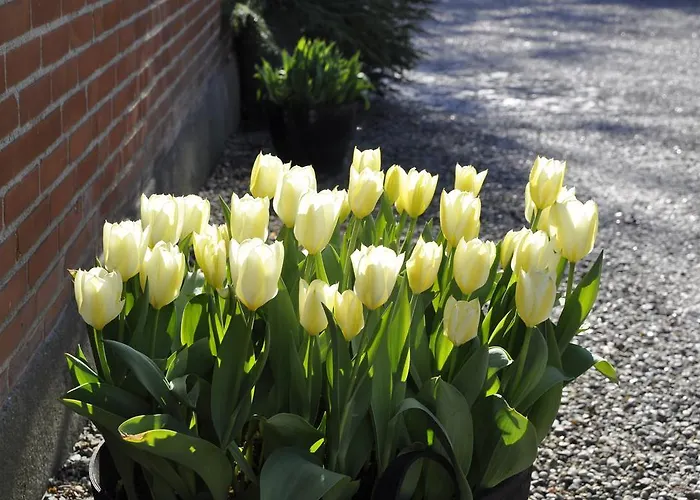 Lundsgaard Apartment Fåborg